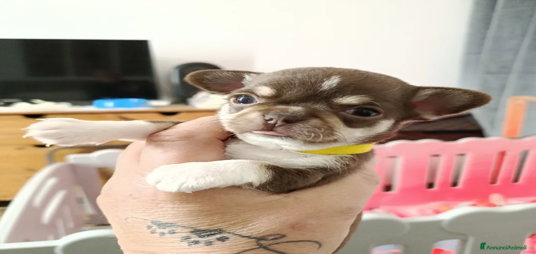 Immagine della galleria {{count}}