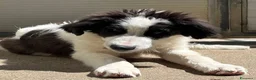 Meticcio cani in regalo: ALBA e ORLANDO meravigliosi cuccioloni tg grande - Annuncio 7
