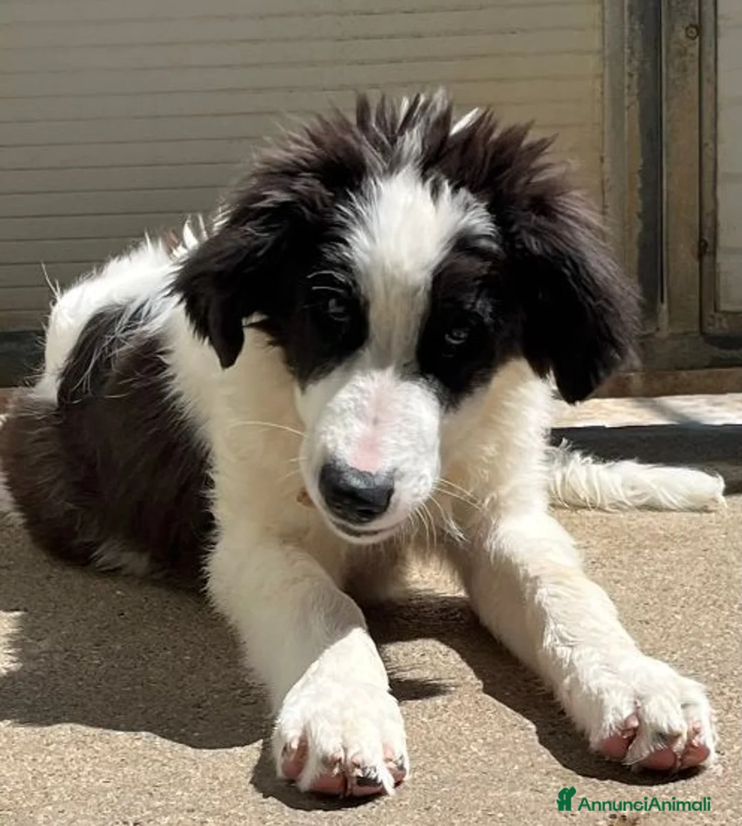 Meticcio cani in regalo: ALBA e ORLANDO meravigliosi cuccioloni tg grande - Annuncio 7