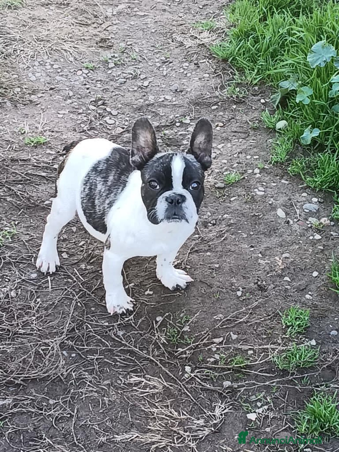 Bulldog Francese cani in vendita: Bulldog francese  - Annuncio 7