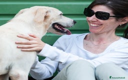 Altre razze cani in regalo: sergio - Immagine 3