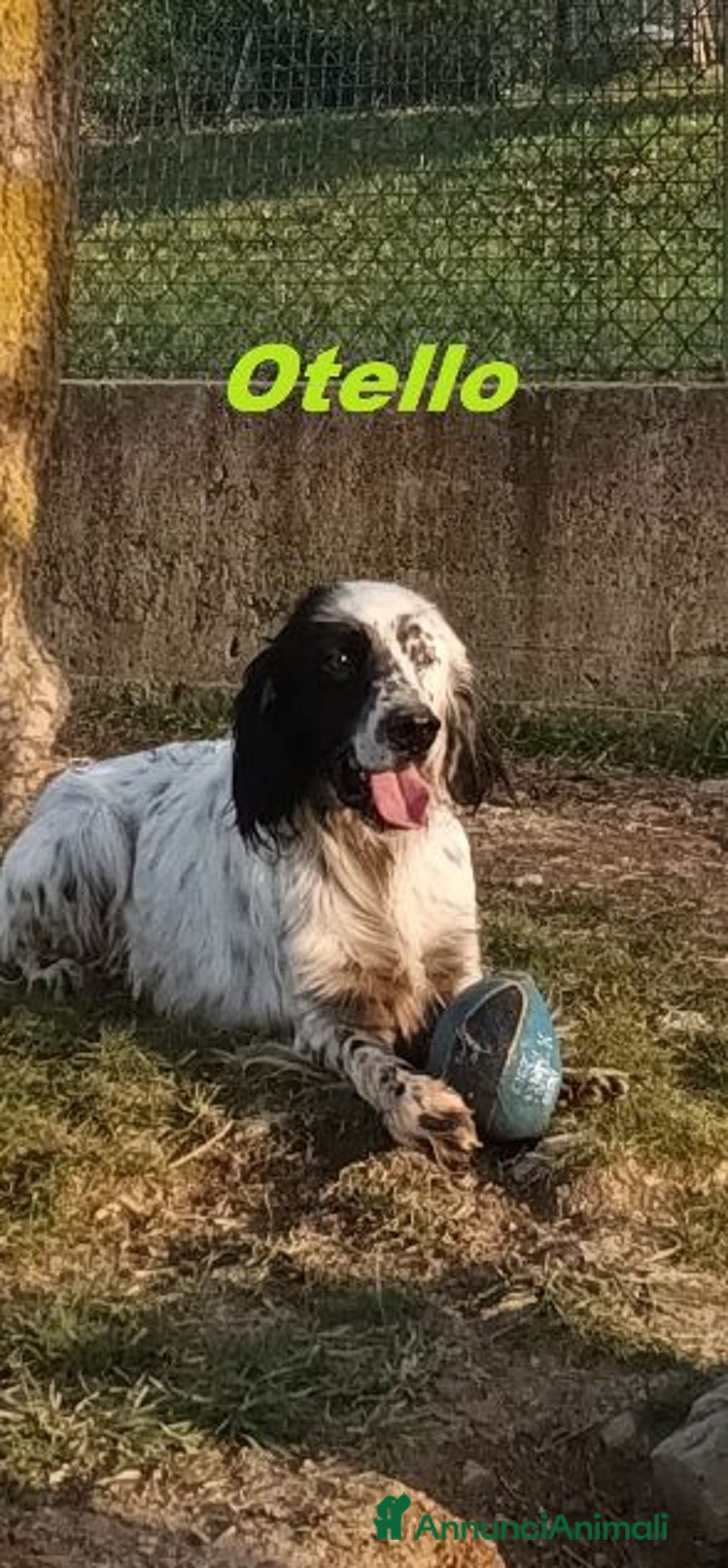 Setter Inglese cani in regalo: OTELLO adora l'acqua e giocare! Bravo - Annuncio 4