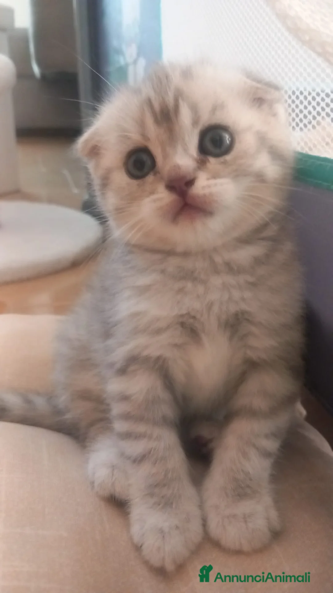 Scottish gatti in vendita: Cuccioli scottish straight e fold - Annuncio 8