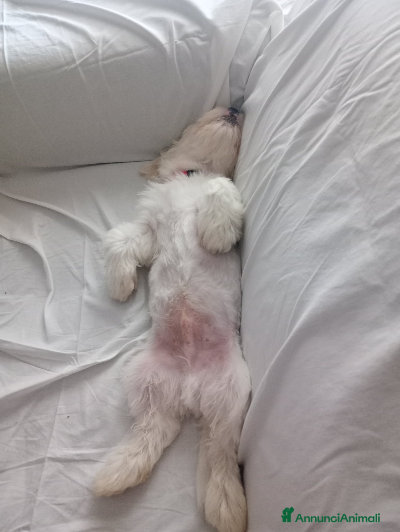 Maltese cani in vendita: Maltese  a Provincia di Parma - Annuncio 2