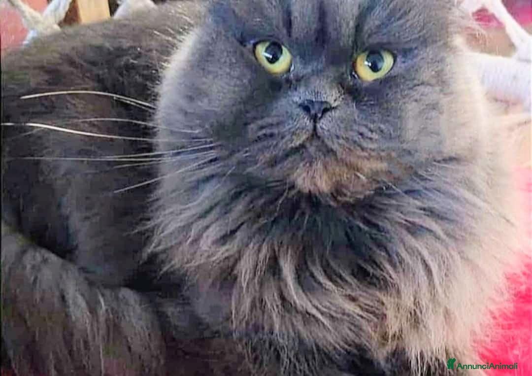 Persiano gatti in vendita: Cucciolo di persiani normotipo MASCHIO  - Annuncio 20