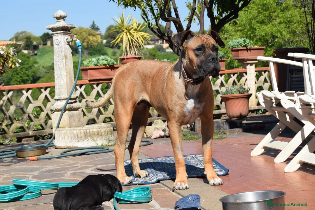 Cane Corso cani in vendita: Cucciola di cane corso - Annuncio 7