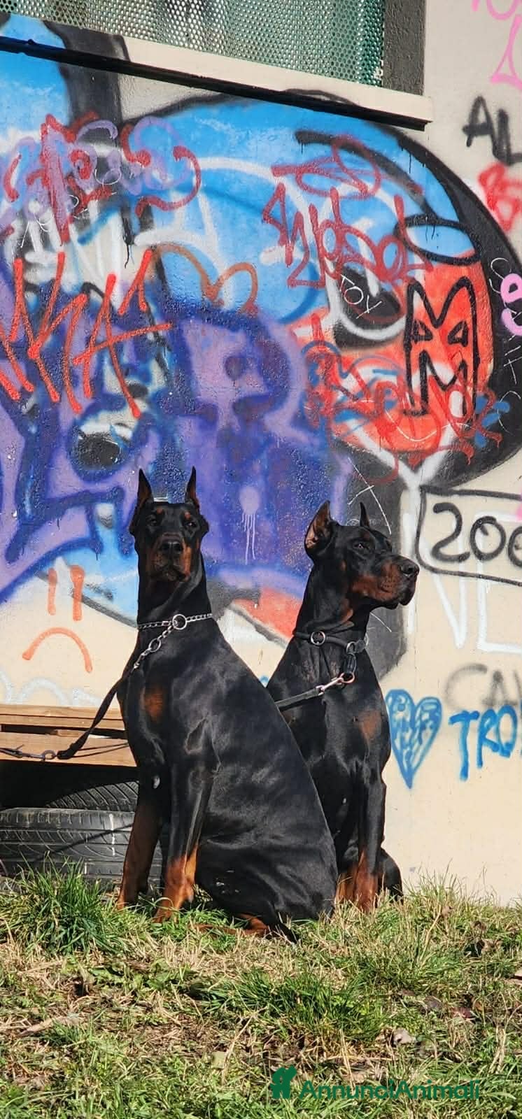 Dobermann cani Killa di Altobello  - Annuncio 3