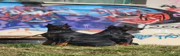 Dobermann cani in vendita: Killa di Altobello  - Annuncio 1