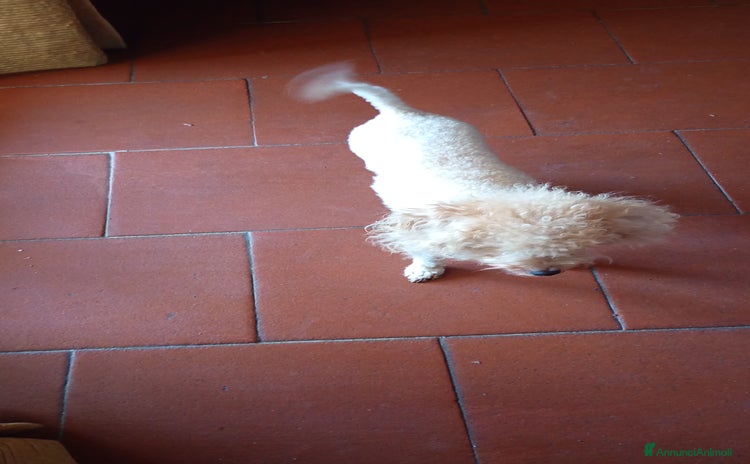 Barboncino Toy cani a Provincia di Siena - Annuncio 1