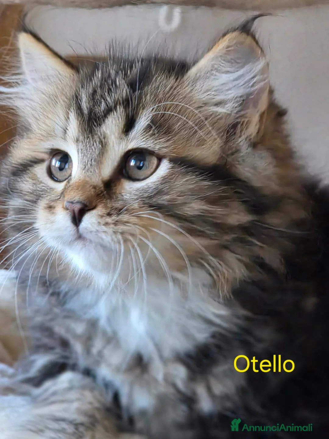 Siberiano gatti in vendita: cucciola gatto siberiano - Annuncio 5