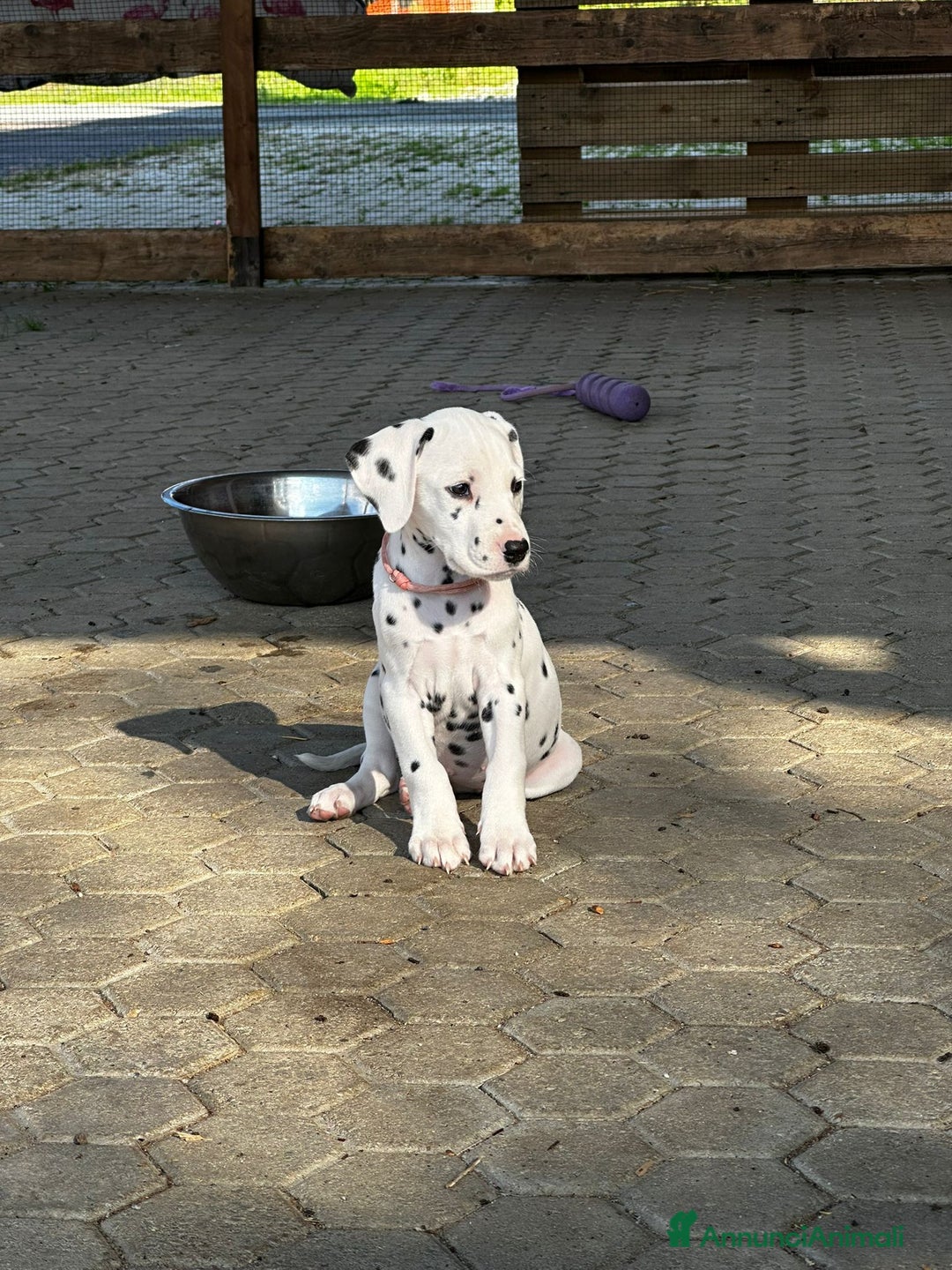 Dalmata cani in vendita: Cucciola dalmata con pedigree  - Annuncio 6