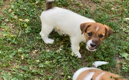 Jack Russell cani in vendita: Jack Russell pelo ruvido due mesi maschio a Città metropolitana di Milano - Immagine 14