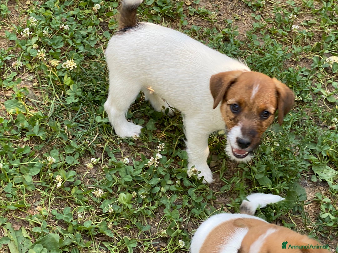 Jack Russell cani in vendita: Jack Russell pelo ruvido due mesi maschio a Città metropolitana di Milano - Immagine 14
