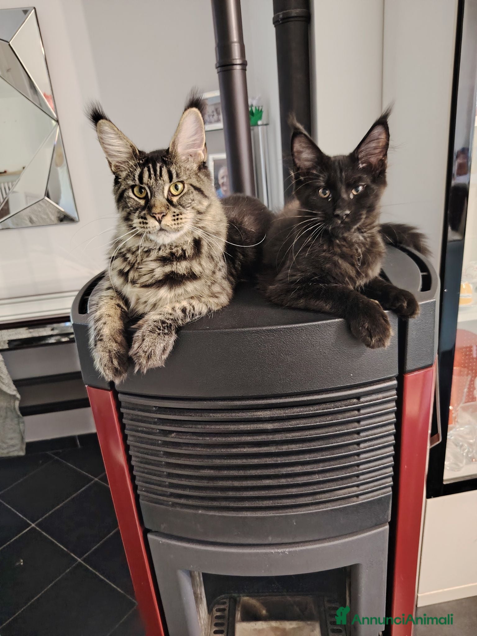 Maine Coon gatti Cuccioli Maine Coon - Annuncio 2