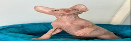 Sphynx gatti in vendita: Cuccioli Sphynx - Annuncio 4