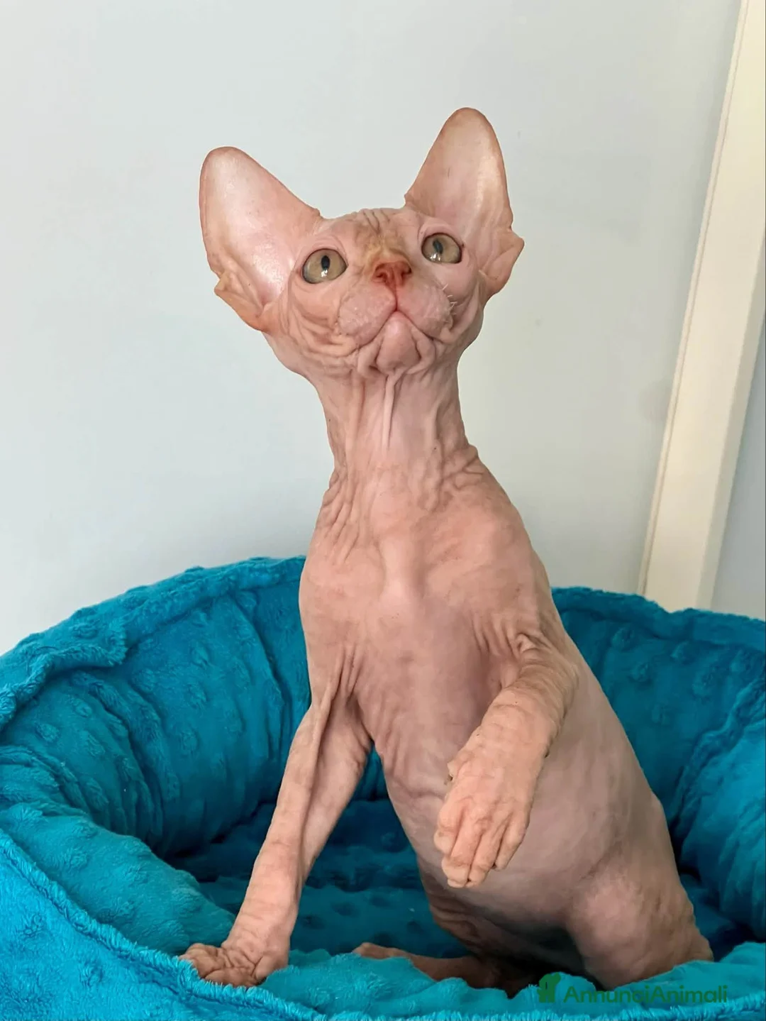 Sphynx gatti in vendita: Cuccioli Sphynx - Annuncio 4