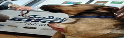 Meticcio cani in regalo: Bobby, semplicemente fantastico - Annuncio 25