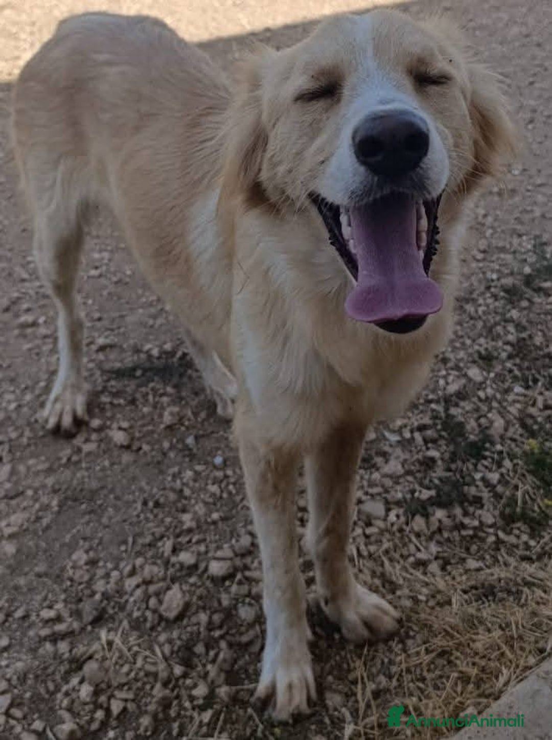 Meticcio cani in regalo: Chantal fantastica cagnolina - Annuncio 6