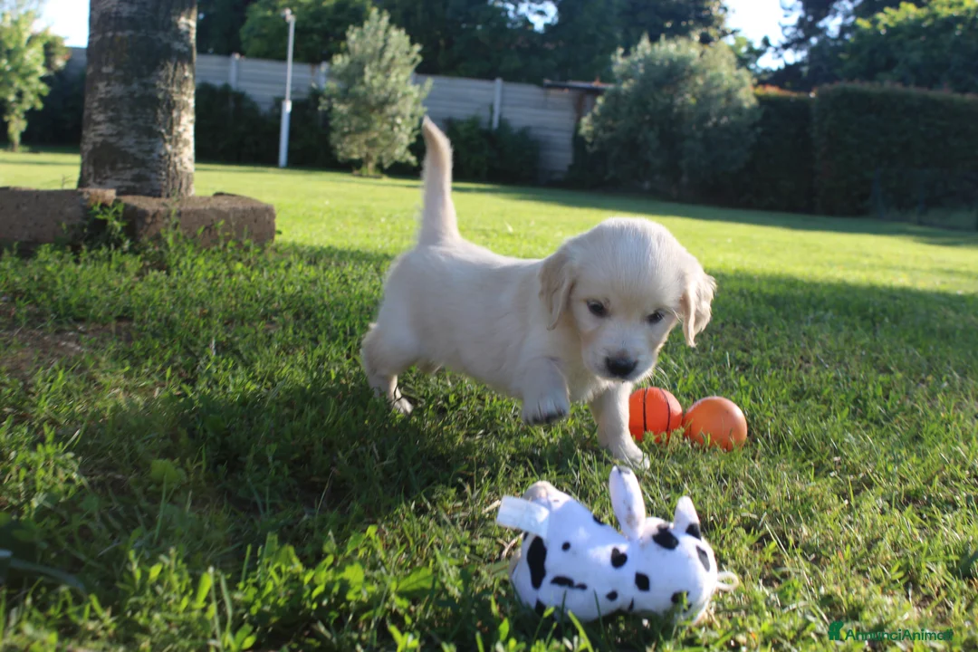 Golden Retriever cani in vendita:  Ultimi due cuccioli di Golden Retriever a Città metropolitana di Milano - Annuncio 2