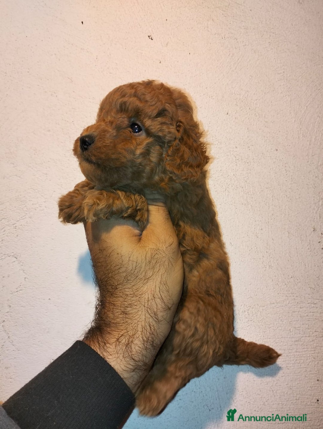 Barboncino Toy cani in vendita: Cuccioli di barboncini toy - Annuncio 4