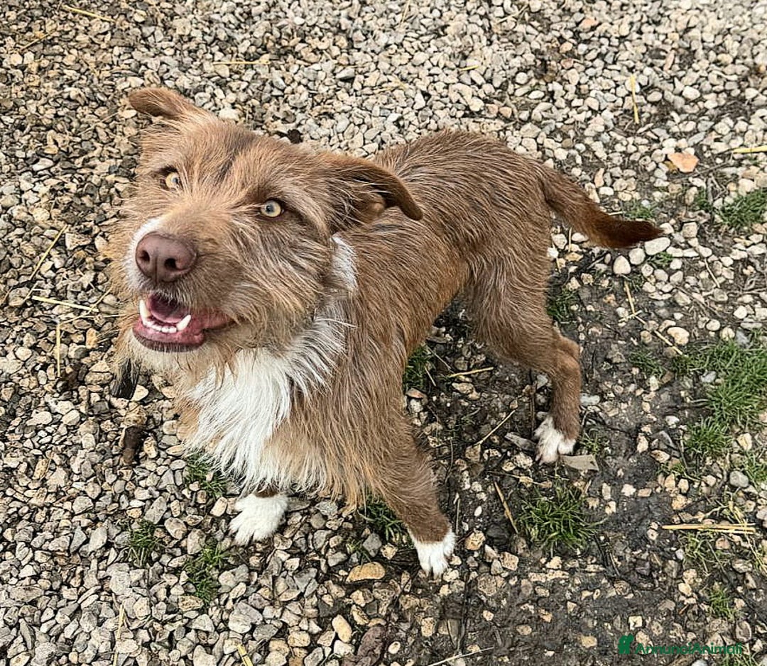 Meticcio cani in regalo: Elide 1 anno taglia media contenuta  - Annuncio 6