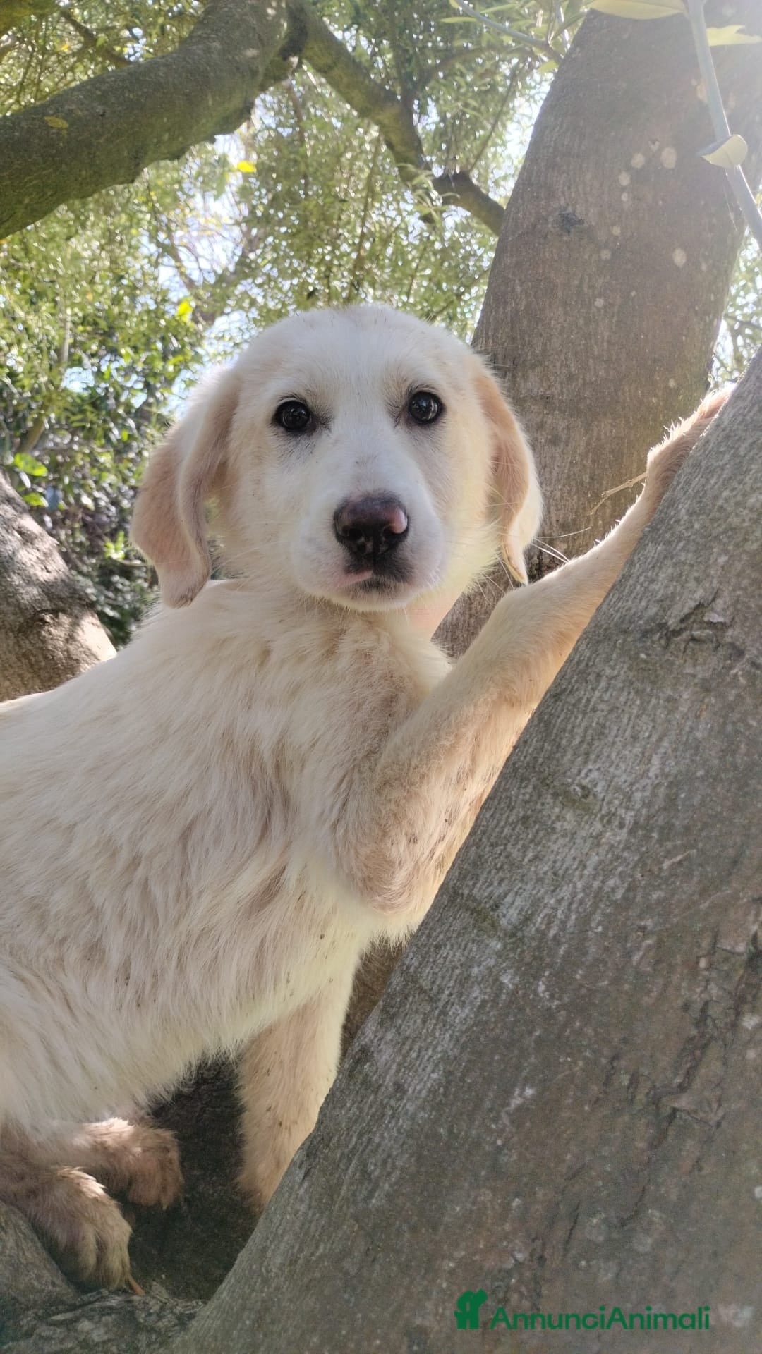 Meticcio cani UNA MAMMA PER LISA - Annuncio 14