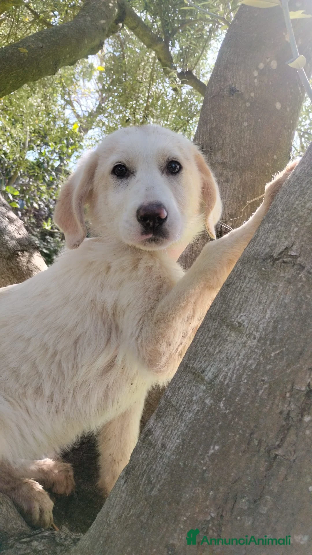 Meticcio cani in regalo: UNA MAMMA PER LISA a Provincia di Varese - Annuncio 1