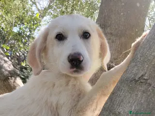 Meticcio cani UNA MAMMA PER LISA - Annuncio 14