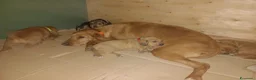 Segugio cani in vendita: Cuccioli di segugio italiano - Annuncio 2