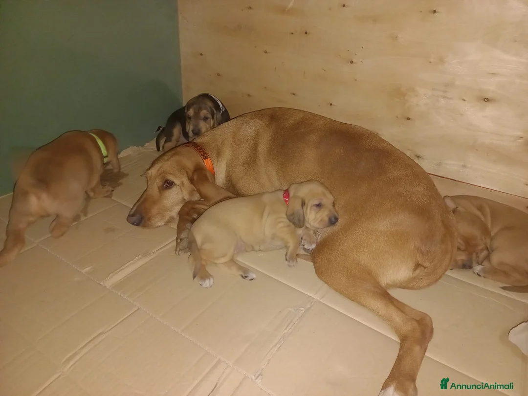 Segugio cani in vendita: Cuccioli di segugio italiano - Annuncio 2