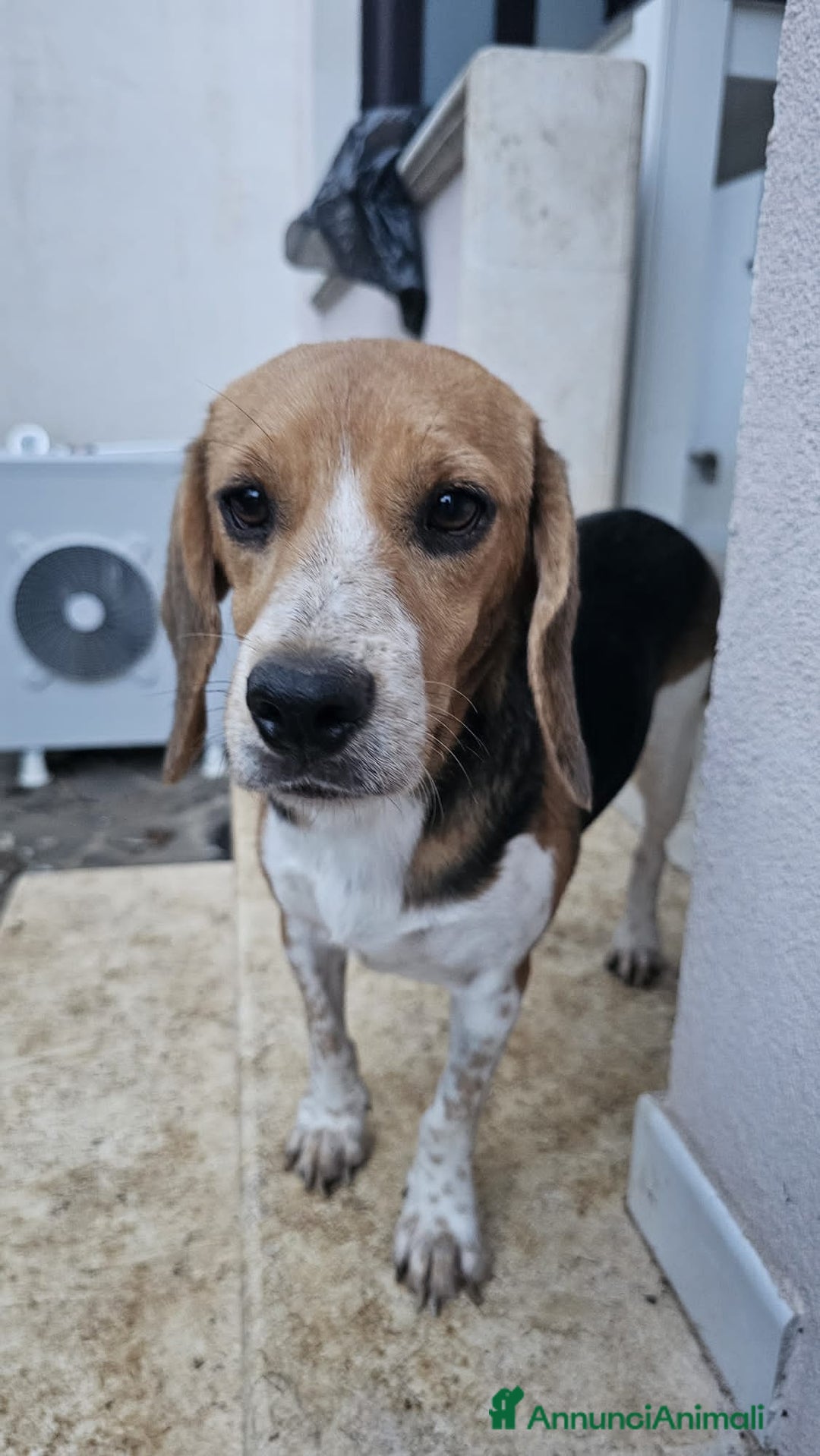 Altre razze cani in regalo: JOLIE  - Annuncio 1