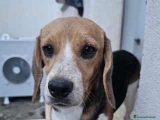 Altre razze cani JOLIE - Annuncio 26