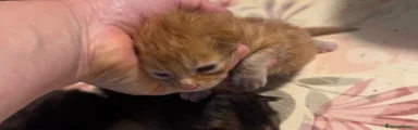 Maine Coon 1
