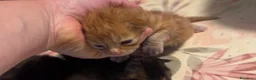 Maine Coon gatti in vendita: Cuccioli di maine coon - Annuncio 8