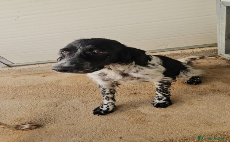 Setter Inglese cani a Città Metropolitana di Genova - Annuncio 14
