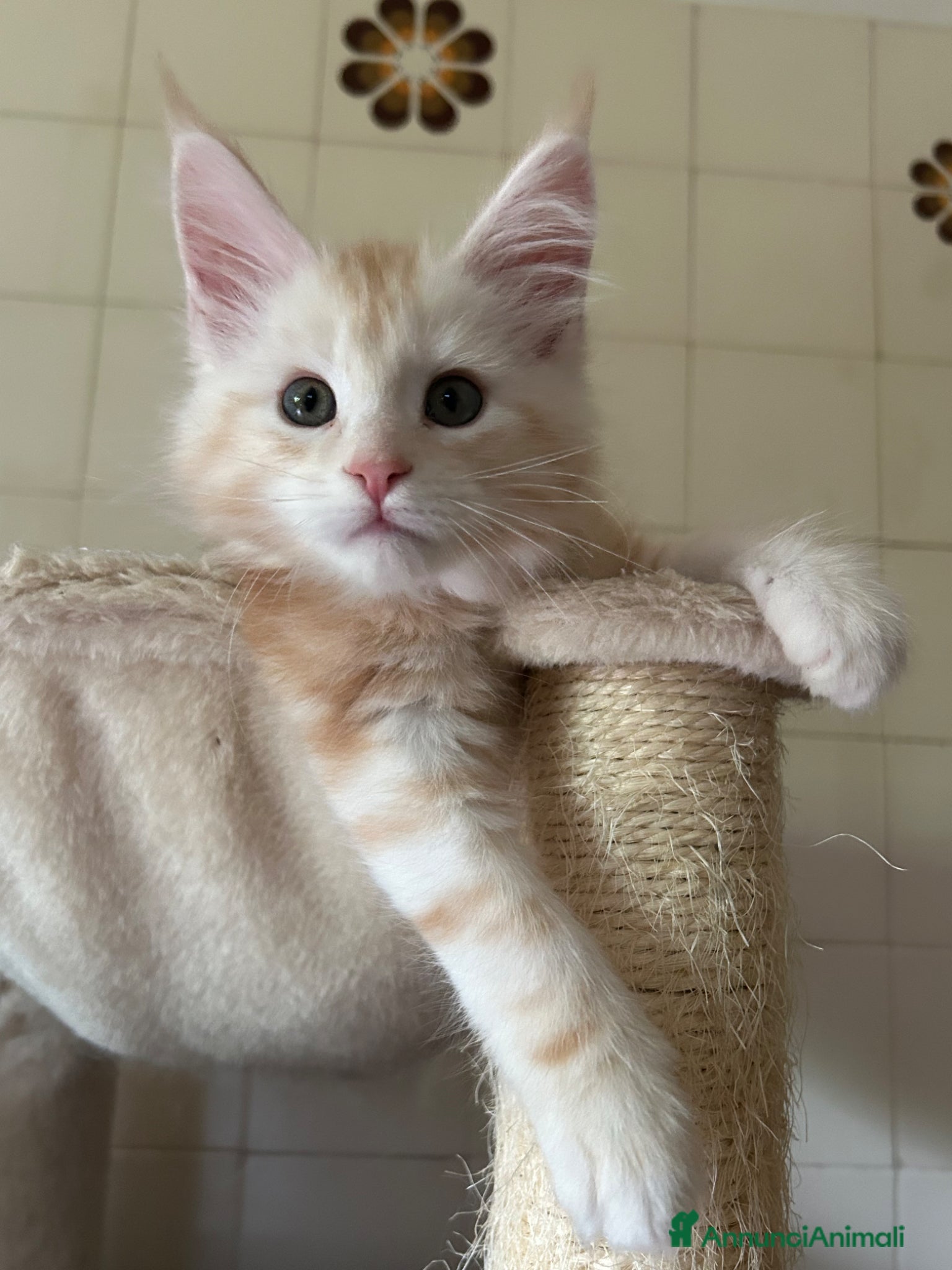 Maine Coon gatti Maine Coon - Annuncio 14