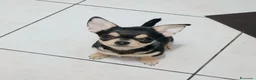 Chihuahua cani in vendita: Chihuahua pedigree ENCI  - Annuncio 1