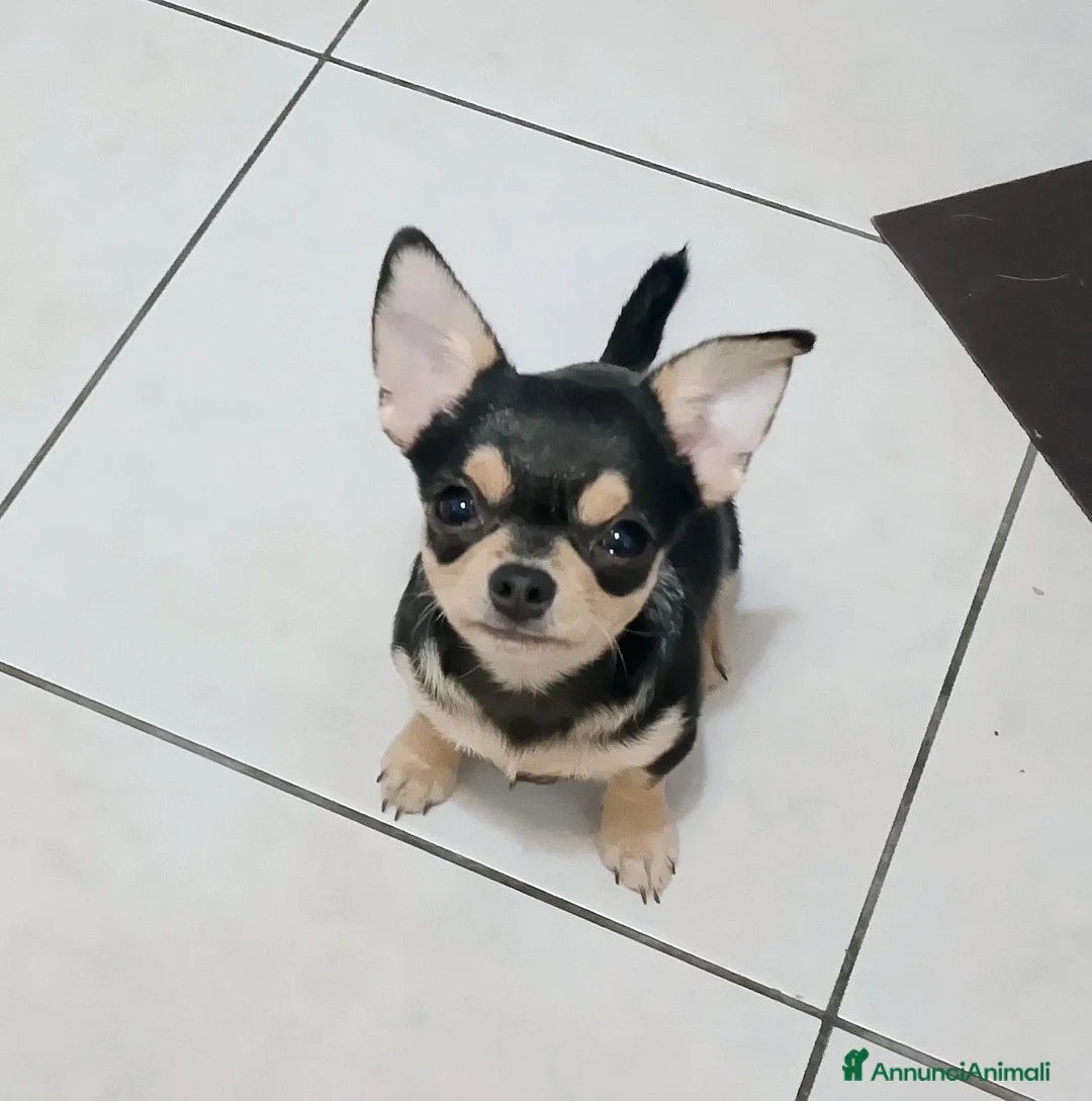 Chihuahua cani in vendita: Chihuahua pedigree ENCI  - Annuncio 1