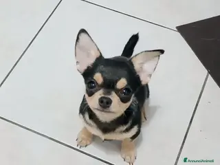 Chihuahua cani Chihuahua pedigree ENCI - Annuncio 2