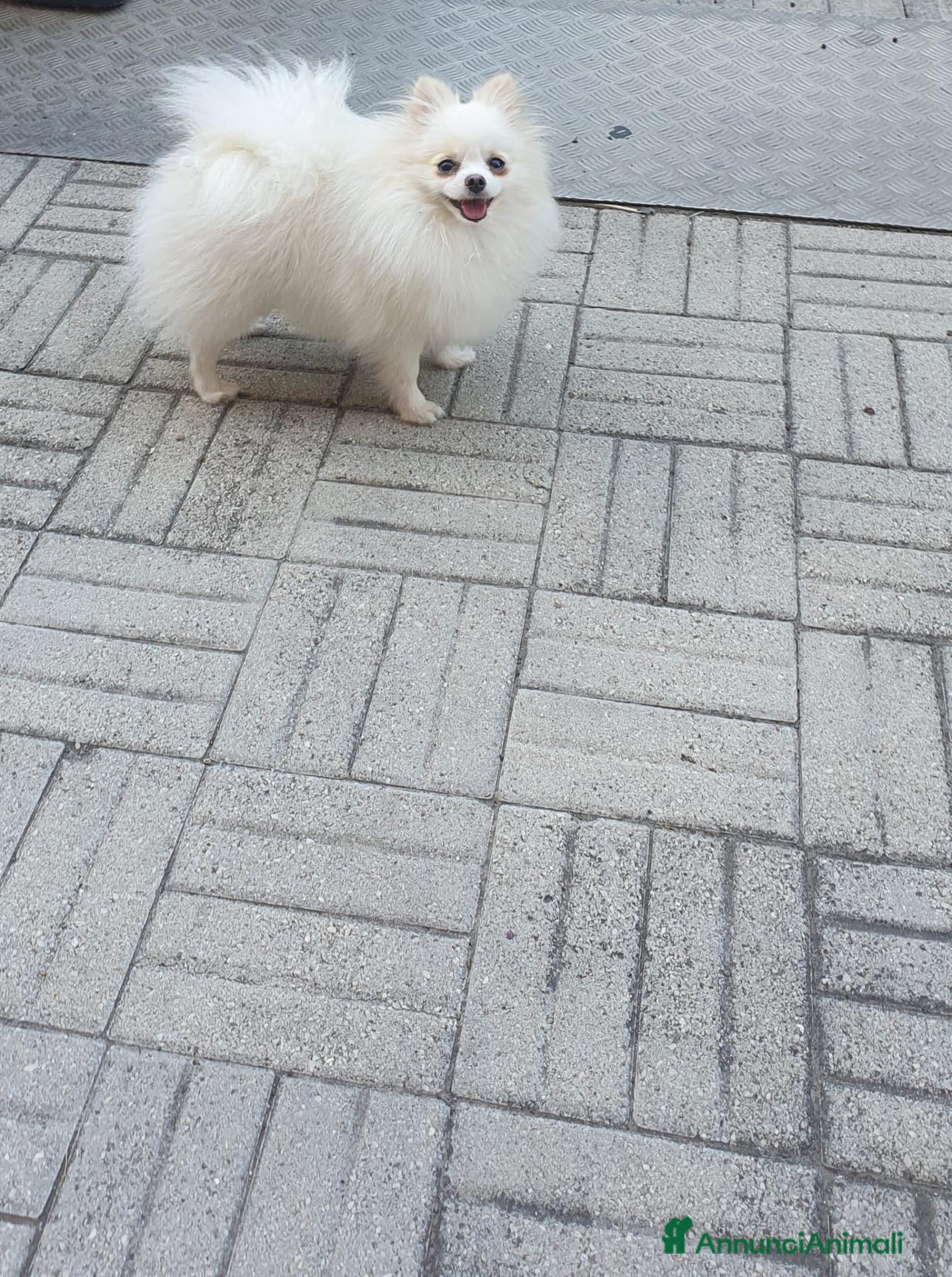 Volpino Pomerania cani Volpino pomerania - Annuncio 1