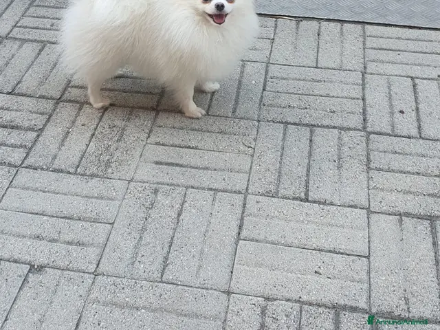 Volpino Pomerania cani in vendita: Volpino pomerania - Annuncio 1