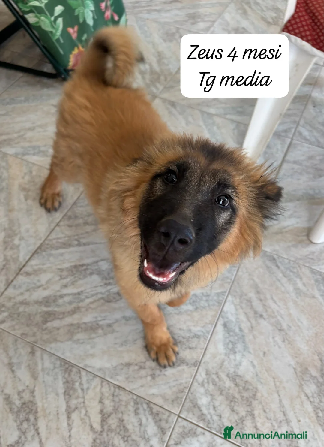 Meticcio cani in regalo: Meticci dimenticati da tutti  a Provincia di Pavia - Annuncio 2