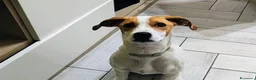 Meticcio cani in regalo: 1 anno taglia media, rinuncia  - Annuncio 1
