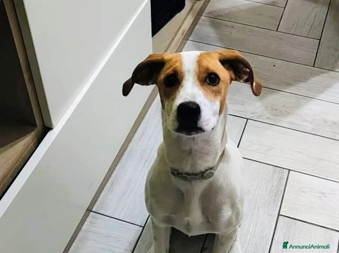 Meticcio cani in regalo: 1 anno taglia media, rinuncia  - Annuncio 1