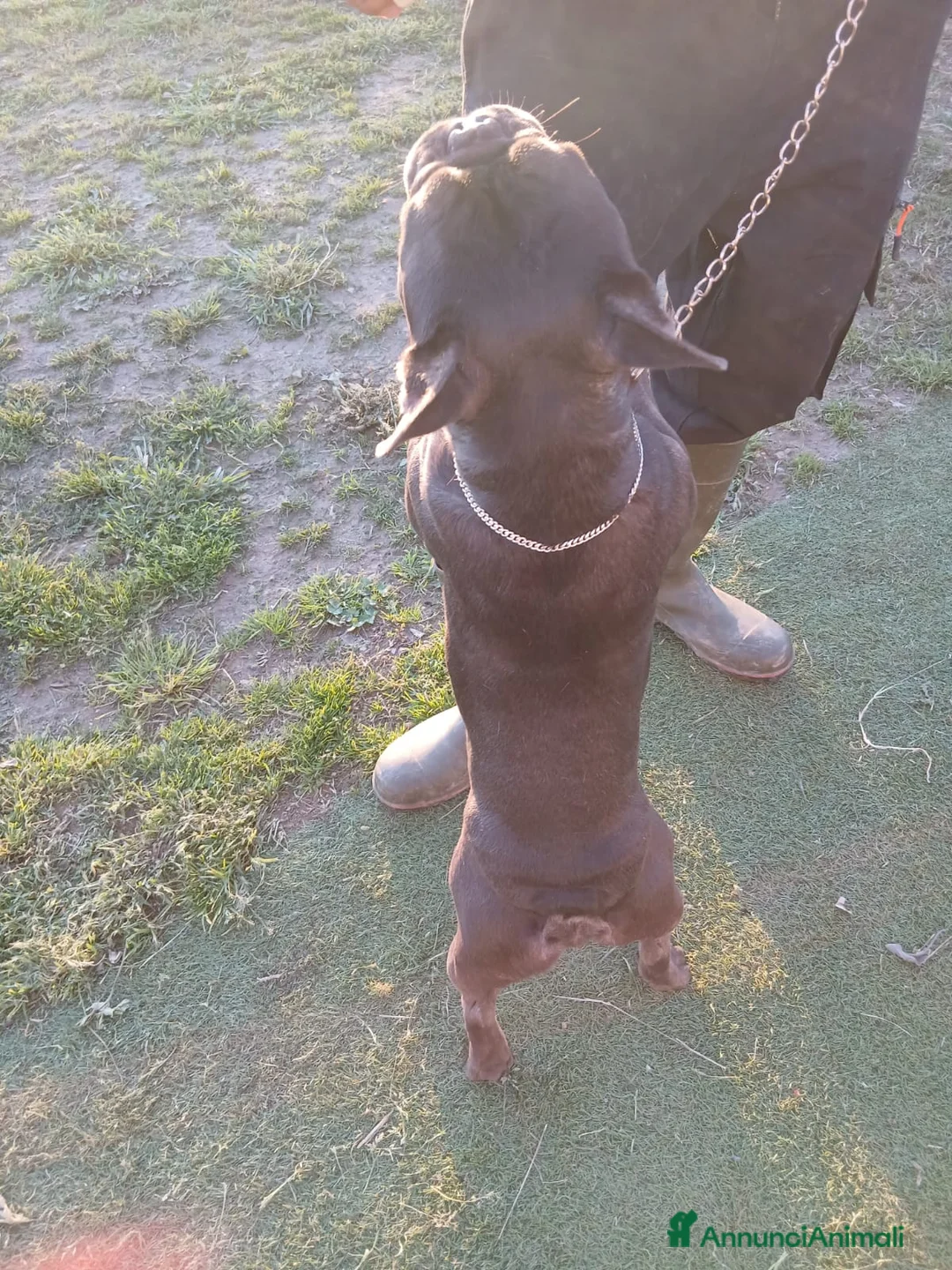 Bulldog Francese cani per accoppiamento: Disponibile per monte  - Annuncio 2