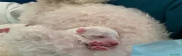 Meticcio cani in vendita: Vendo barboncini  a Città Metropolitana di Napoli - Annuncio 2