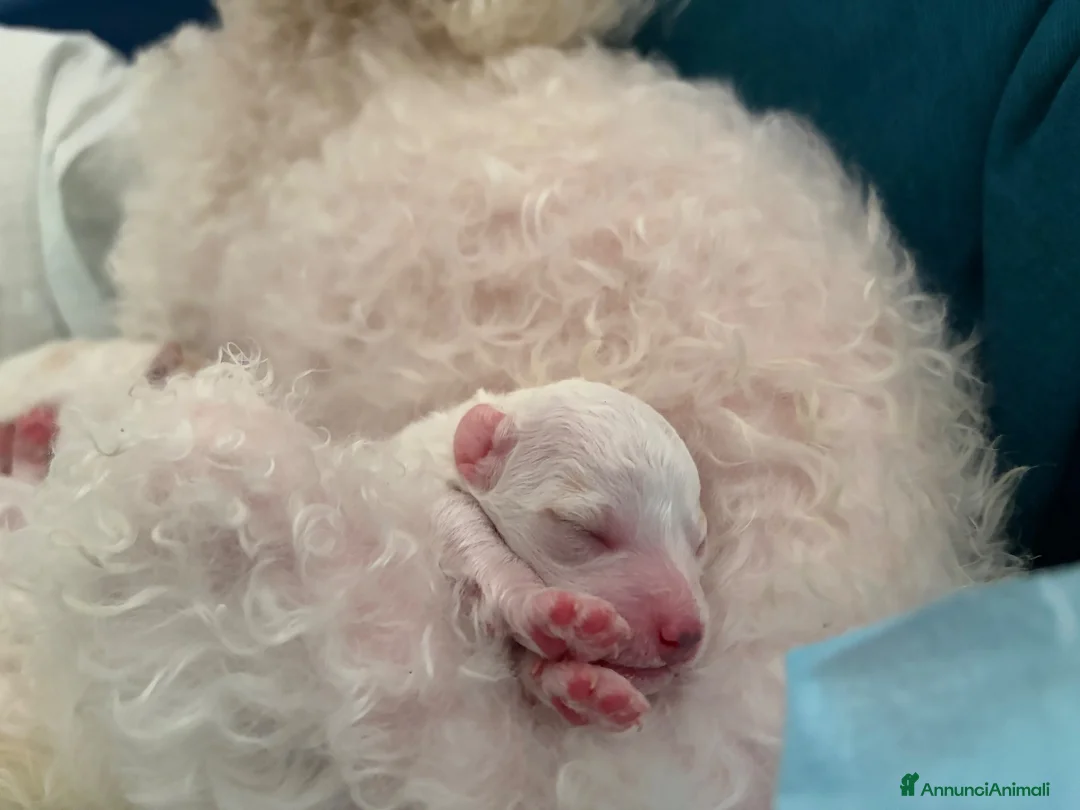 Meticcio cani in vendita: Vendo barboncini  a Città Metropolitana di Napoli - Annuncio 2