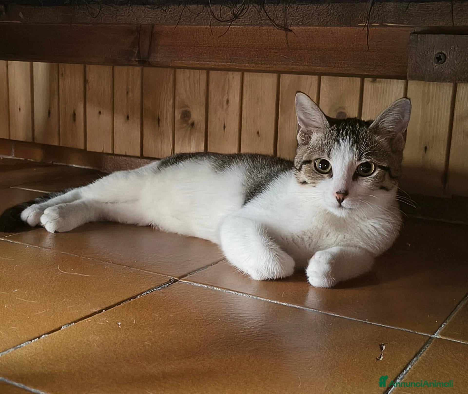 Europeo gatti GATTINA 3-4 MESI - Annuncio 17