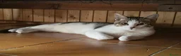 Europeo gatti in regalo: GATTINA 3-4 MESI - Annuncio 1