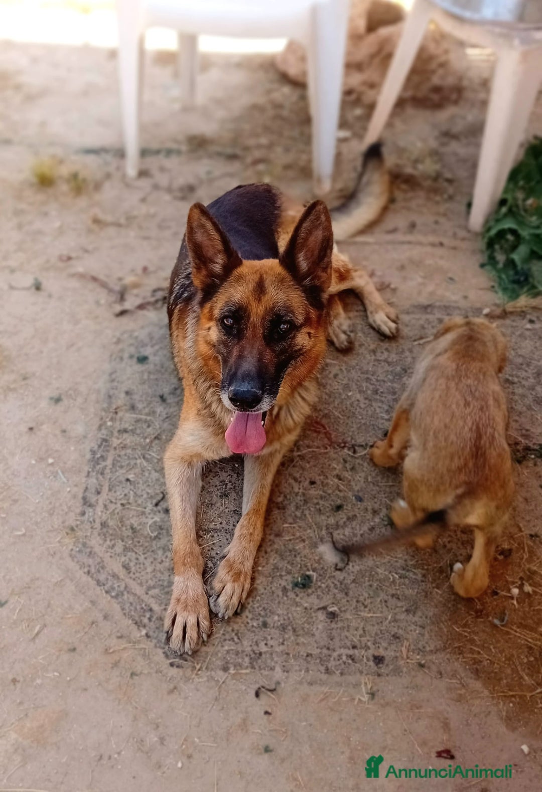 Altre razze cani in regalo: siria  - Annuncio 1